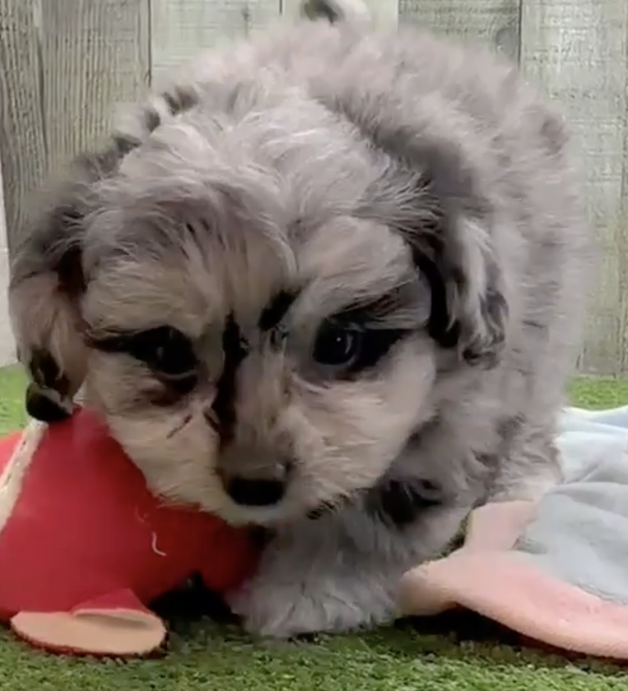 Pomachon Puppies For Sale - Fairfield Furbabies